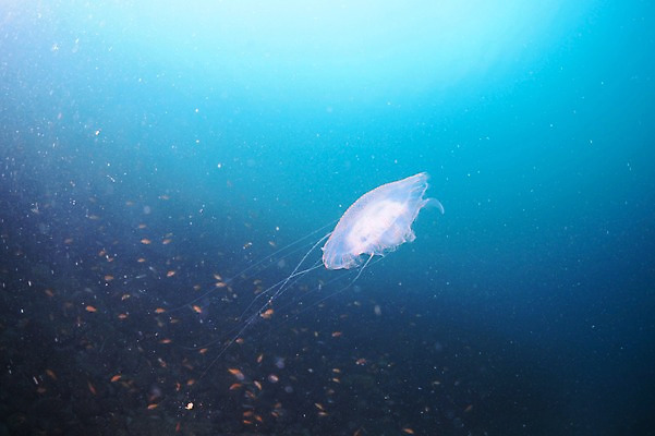 포토 JPG 동물 바다 여러마리 자연 어류 풍경 사람없음 수중 바다동물 자포동물 해파리 수중사진 국내포토 다수 수중동물 생태계 파일형식