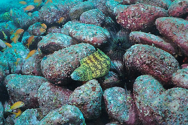 포토 JPG 동물 바다 여러마리 자연 어류 풍경 사람없음 수중 바다동물 돌_바위 성게 수중사진 국내포토 다수 극피동물 수중동물 생태계 파일형식