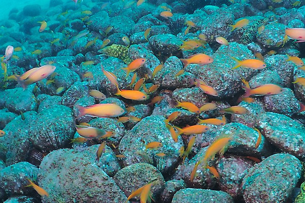 포토 JPG 동물 바다 다수 여러마리 자연 어류 풍경 사람없음 수중 바다동물 돌_바위 수중사진 국내포토 수중동물 생태계 파일형식