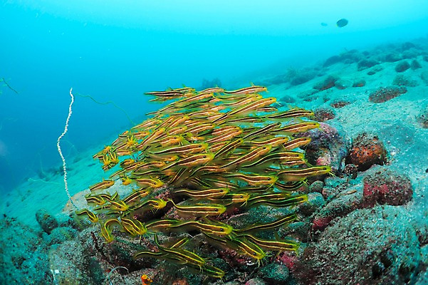 포토 JPG 동물 바다 다수 여러마리 자연 어류 풍경 사람없음 수중 바다동물 수중사진 국내포토 수중동물 생태계 파일형식