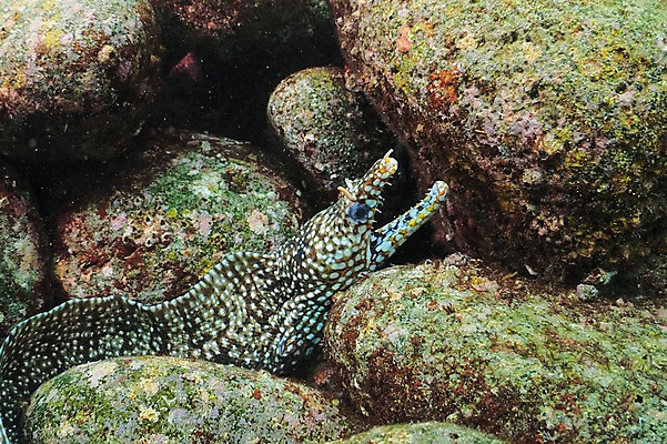 포토 JPG 동물 한마리 바다 자연 어류 풍경 사람없음 수중 바다동물 돌_바위 바위 곰치 수중사진 국내포토 1 수중동물 생태계 파일형식