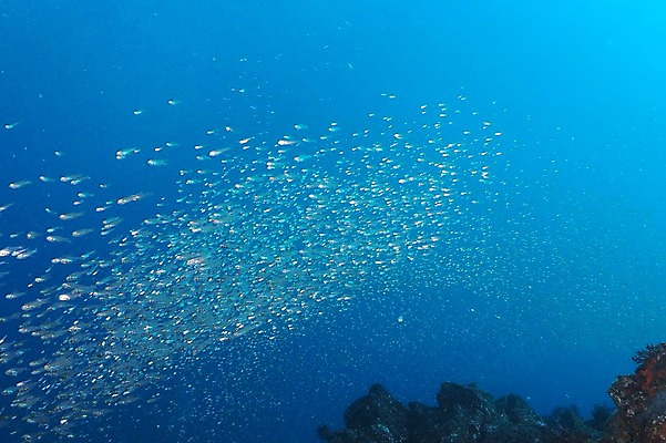 포토 JPG 동물 바다 다수 여러마리 자연 어류 풍경 사람없음 수중 바다동물 수중사진 국내포토 수중동물 생태계 파일형식