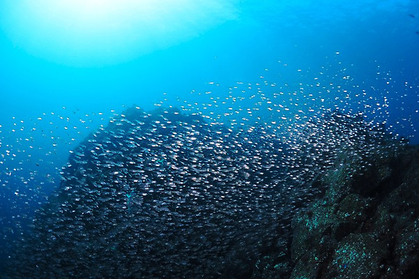 포토 JPG 동물 바다 다수 여러마리 자연 어류 풍경 사람없음 수중 바다동물 수중사진 국내포토 수중동물 생태계 파일형식