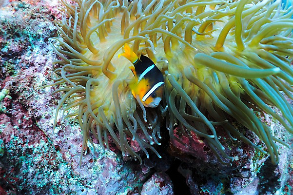 포토 JPG 동물 한마리 바다 자연 어류 풍경 사람없음 수중 바다동물 산호 산호초 열대어 트로피컬아트 수중사진 국내포토 1 수중동물 수중식물 자포동물 그림 생태계 파일형식