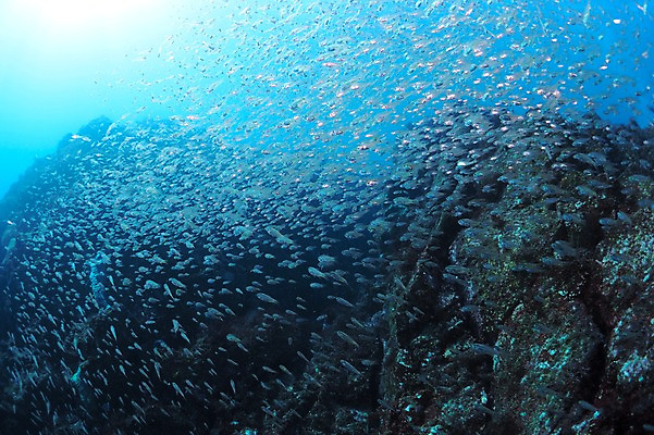 포토 JPG 동물 바다 다수 여러마리 자연 어류 풍경 사람없음 수중 바다동물 수중사진 국내포토 수중동물 생태계 파일형식