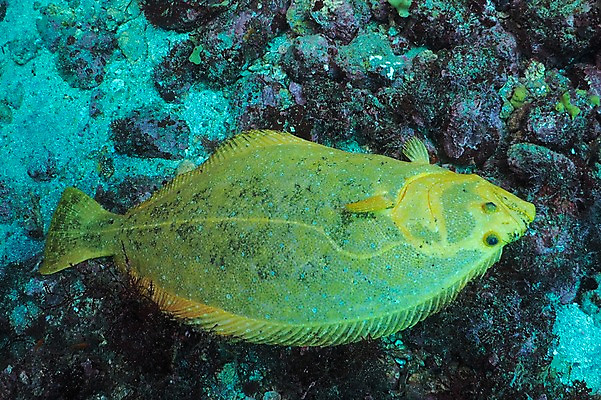 포토 JPG 동물 한마리 바다 자연 어류 풍경 사람없음 수중 바다동물 수중사진 국내포토 1 수중동물 생태계 파일형식