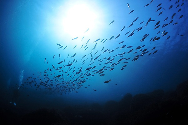 포토 JPG 동물 바다 다수 여러마리 자연 어류 풍경 사람없음 수중 바다동물 수중사진 국내포토 수중동물 생태계 파일형식