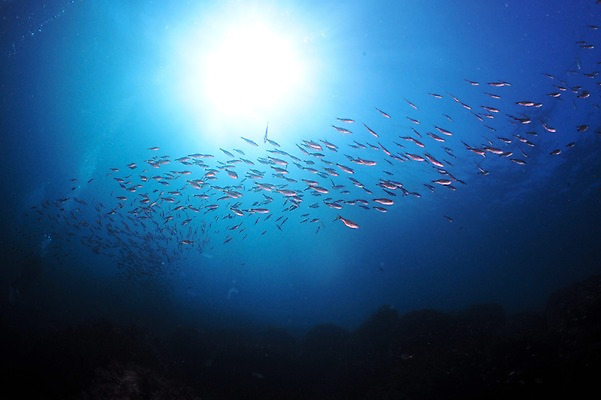 포토 JPG 동물 바다 다수 여러마리 자연 어류 풍경 사람없음 수중 바다동물 수중사진 국내포토 수중동물 생태계 파일형식