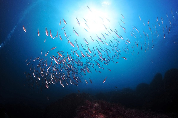 포토 JPG 동물 바다 다수 여러마리 자연 어류 풍경 사람없음 수중 바다동물 수중사진 국내포토 수중동물 생태계 파일형식