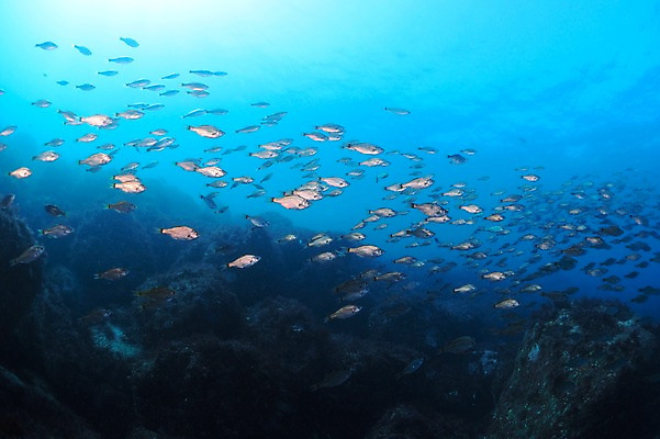 포토 JPG 동물 바다 다수 여러마리 자연 어류 풍경 사람없음 수중 바다동물 수중사진 국내포토 수중동물 생태계 파일형식
