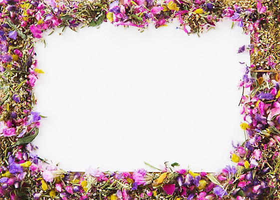 포토 JPG 스튜디오촬영 식물 꽃 종이 꽃백그라운드 프레임 실내 사람없음 드라이플라워 국내포토 백그라운드 내부 파일형식