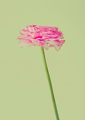 포토 JPG 스튜디오촬영 식물 꽃 꽃백그라운드 실내 누끼 사람없음 라넌큘러스 국내포토 백그라운드 내부 파일형식