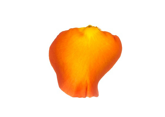 포토 JPG 스튜디오촬영 식물 꽃잎 꽃 꽃백그라운드 실내 누끼 사람없음 국내포토 백그라운드 내부 파일형식