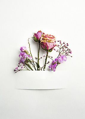 포토 JPG 스튜디오촬영 식물 꽃 종이 꽃백그라운드 실내 사람없음 장미 드라이플라워 국내포토 백그라운드 내부 파일형식