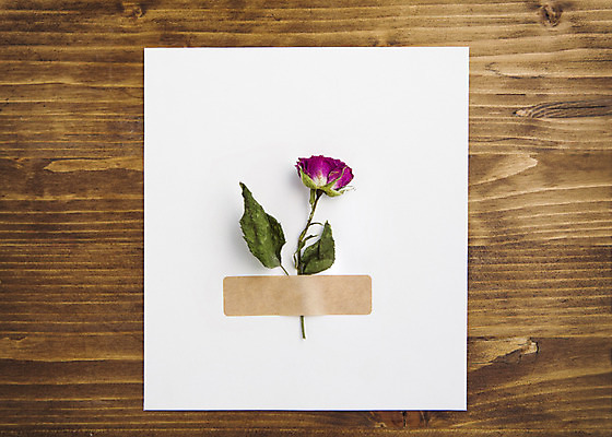 포토 JPG 스튜디오촬영 식물 꽃 종이 한송이 꽃백그라운드 실내 사람없음 장미 드라이플라워 국내포토 카드프레임 1 백그라운드 프레임 내부 송이 파일형식