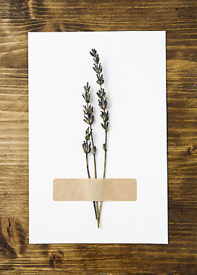 포토 JPG 스튜디오촬영 식물 꽃 종이 꽃백그라운드 실내 사람없음 허브 국내포토 카드프레임 백그라운드 프레임 내부 파일형식