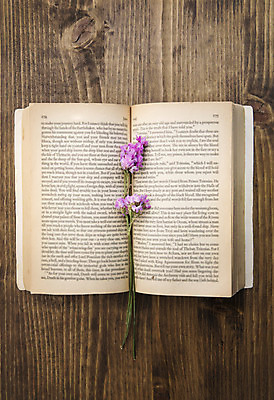 포토 JPG 스튜디오촬영 식물 꽃 꽃백그라운드 실내 사람없음 책 드라이플라워 국내포토 백그라운드 내부 파일형식