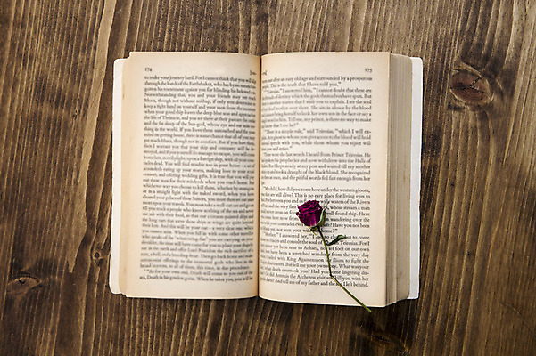 포토 JPG 스튜디오촬영 식물 꽃 한송이 꽃백그라운드 실내 사람없음 책 장미 드라이플라워 국내포토 1 백그라운드 내부 송이 파일형식