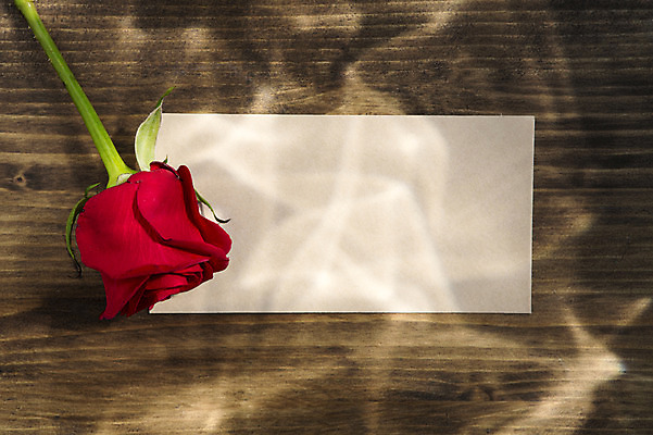 포토 JPG 스튜디오촬영 식물 꽃 컬러 한송이 꽃백그라운드 프레임 실내 사람없음 빨간색 장미 국내포토 1 백그라운드 내부 송이 파일형식