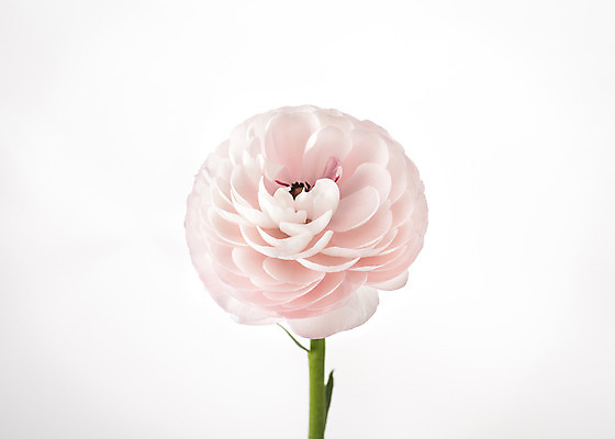 포토 JPG 스튜디오촬영 식물 꽃 꽃백그라운드 실내 누끼 사람없음 라넌큘러스 국내포토 백그라운드 내부 파일형식