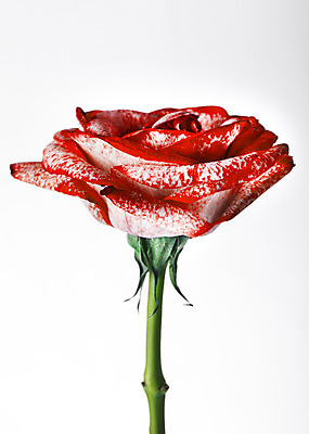 포토 JPG 스튜디오촬영 식물 꽃 꽃백그라운드 실내 누끼 사람없음 장미 국내포토 백그라운드 내부 파일형식