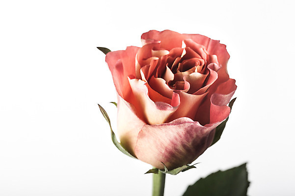 포토 JPG 스튜디오촬영 식물 꽃 분홍색 컬러 꽃백그라운드 실내 사람없음 장미 국내포토 백그라운드 내부 파일형식