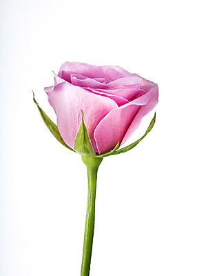 포토 JPG 스튜디오촬영 식물 꽃 분홍색 컬러 꽃백그라운드 실내 사람없음 장미 국내포토 백그라운드 내부 파일형식