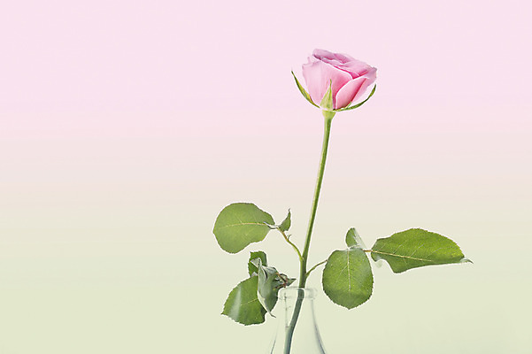 포토 JPG 스튜디오촬영 식물 꽃 분홍색 컬러 꽃백그라운드 실내 사람없음 장미 국내포토 백그라운드 내부 파일형식