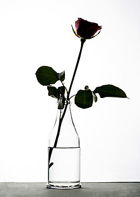 포토 JPG 스튜디오촬영 식물 꽃 꽃백그라운드 유리병 실내 사람없음 물 장미 국내포토 자연요소 백그라운드 병_용기 내부 파일형식