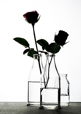 포토 JPG 스튜디오촬영 식물 꽃 꽃백그라운드 유리병 실내 그림자 사람없음 물 장미 국내포토 자연요소 백그라운드 병_용기 내부 파일형식