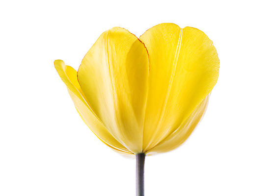 포토 JPG 스튜디오촬영 식물 꽃 컬러 꽃백그라운드 실내 누끼 사람없음 노란색 튤립 양란 국내포토 백그라운드 내부 난초 파일형식