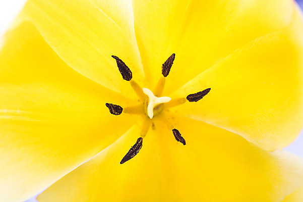 포토 JPG 스튜디오촬영 식물 꽃 컬러 꽃백그라운드 실내 누끼 근접촬영 사람없음 노란색 튤립 양란 국내포토 뷰포인트 백그라운드 내부 난초 파일형식