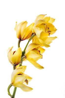 포토 JPG 스튜디오촬영 식물 꽃 컬러 꽃백그라운드 실내 누끼 사람없음 노란색 국내포토 백그라운드 내부 파일형식