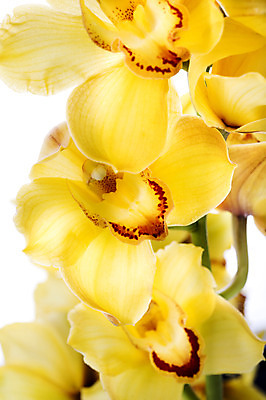 포토 JPG 스튜디오촬영 식물 꽃 컬러 꽃백그라운드 실내 누끼 사람없음 노란색 국내포토 백그라운드 내부 파일형식