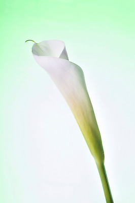 포토 JPG 스튜디오촬영 식물 꽃 꽃백그라운드 실내 누끼 사람없음 흰색 카라 국내포토 컬러 백그라운드 내부 파일형식