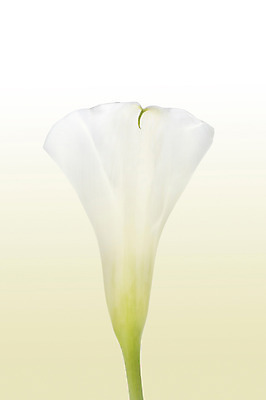 포토 JPG 스튜디오촬영 식물 꽃 꽃백그라운드 실내 누끼 사람없음 흰색 카라 국내포토 컬러 백그라운드 내부 파일형식