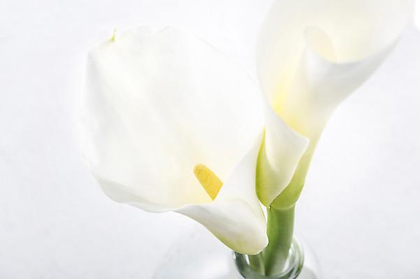 포토 JPG 스튜디오촬영 식물 꽃 꽃백그라운드 실내 누끼 사람없음 흰색 카라 국내포토 컬러 백그라운드 내부 파일형식