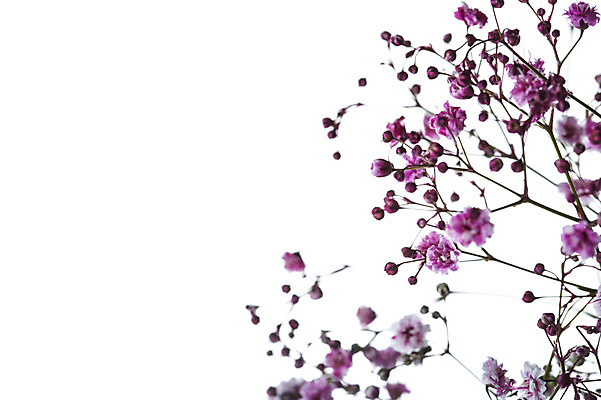 포토 JPG 스튜디오촬영 식물 꽃 꽃백그라운드 실내 누끼 근접촬영 사람없음 안개꽃 국내포토 뷰포인트 백그라운드 내부 한해살이풀 파일형식