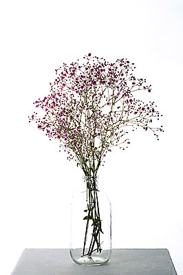 포토 JPG 스튜디오촬영 식물 꽃 꽃백그라운드 유리병 실내 누끼 사람없음 꽃병 안개꽃 국내포토 백그라운드 병_용기 내부 한해살이풀 파일형식