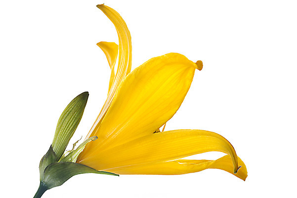 포토 JPG 스튜디오촬영 식물 꽃잎 꽃 컬러 꽃백그라운드 실내 누끼 사람없음 노란색 나리꽃 국내포토 백그라운드 내부 파일형식