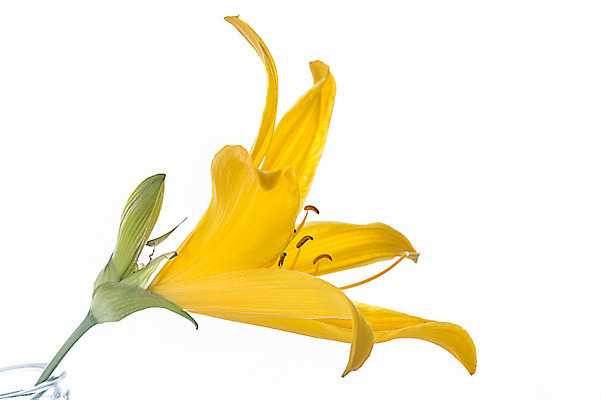 포토 JPG 스튜디오촬영 식물 꽃잎 꽃 컬러 꽃백그라운드 실내 누끼 사람없음 노란색 나리꽃 국내포토 백그라운드 내부 파일형식