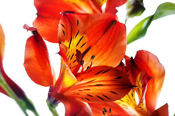 포토 JPG 스튜디오촬영 식물 꽃잎 꽃 꽃백그라운드 실내 누끼 근접촬영 사람없음 알스트로에메리아 국내포토 뷰포인트 백그라운드 내부 파일형식