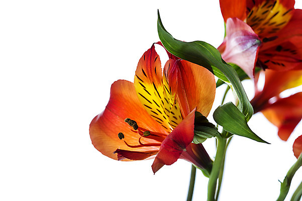 포토 JPG 스튜디오촬영 식물 꽃잎 꽃 꽃백그라운드 실내 누끼 사람없음 알스트로에메리아 국내포토 백그라운드 내부 파일형식