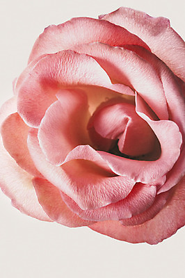 포토 JPG 스튜디오촬영 식물 꽃잎 꽃 꽃백그라운드 실내 누끼 사람없음 국내포토 백그라운드 내부 파일형식