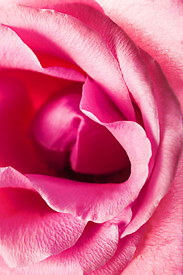 포토 JPG 스튜디오촬영 식물 꽃잎 꽃 꽃백그라운드 실내 누끼 근접촬영 사람없음 국내포토 뷰포인트 백그라운드 내부 파일형식