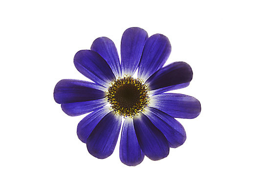 포토 JPG 스튜디오촬영 식물 꽃잎 꽃 꽃백그라운드 실내 누끼 사람없음 아네모네 국내포토 백그라운드 내부 파일형식