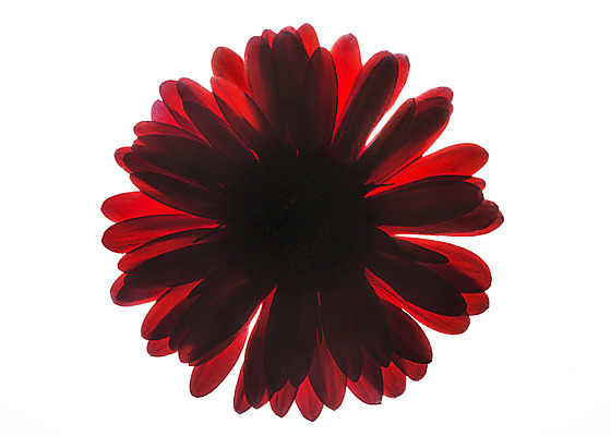 포토 JPG 스튜디오촬영 식물 꽃잎 꽃 꽃백그라운드 실내 누끼 사람없음 국내포토 백그라운드 내부 파일형식