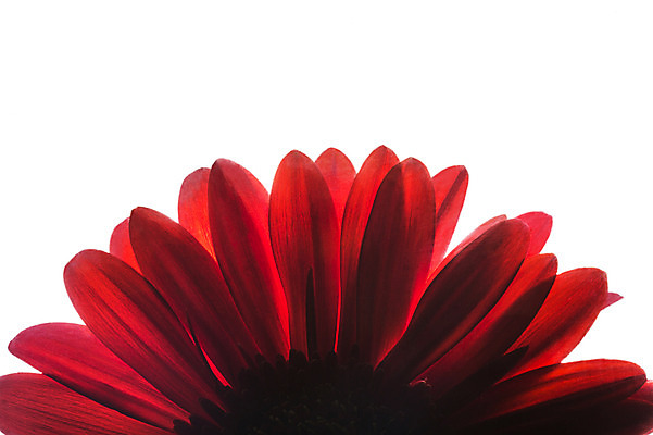 포토 JPG 스튜디오촬영 식물 꽃잎 꽃 꽃백그라운드 실내 누끼 사람없음 국내포토 백그라운드 내부 파일형식