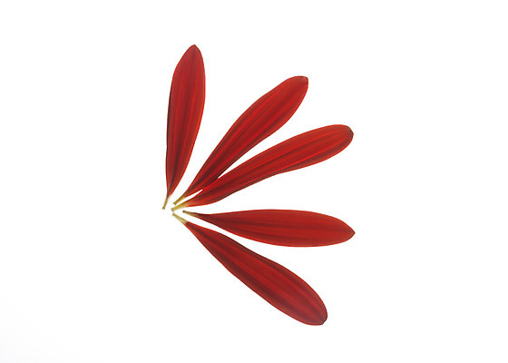 포토 JPG 스튜디오촬영 식물 꽃잎 꽃 꽃백그라운드 실내 누끼 사람없음 국내포토 백그라운드 내부 파일형식