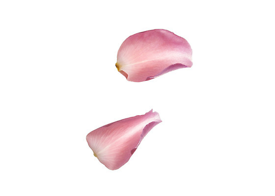 포토 JPG 스튜디오촬영 식물 꽃잎 꽃 꽃백그라운드 실내 누끼 사람없음 국내포토 백그라운드 내부 파일형식